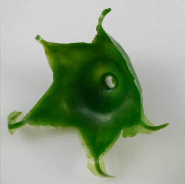 Розетка с листьями розы большой размер 5 см зубчатая шипа пентагональный