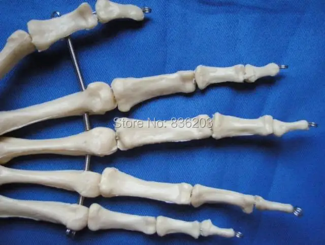 Человеческий медицинский скелет для взрослых 1:1 Анатомия черепа бедра