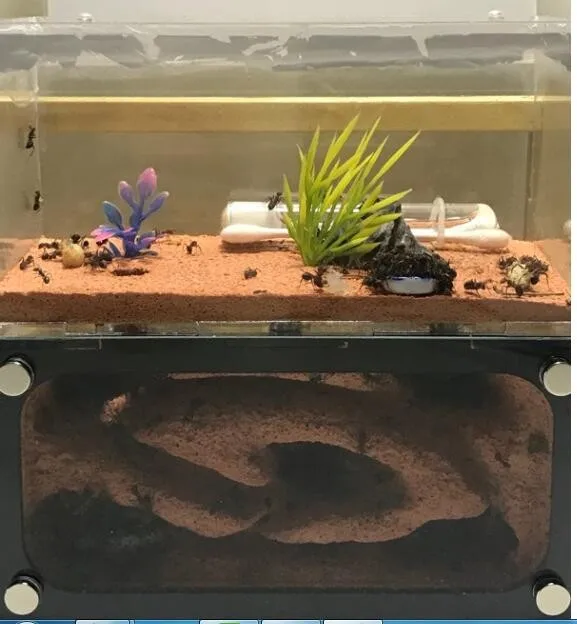 Муравьиное гнездо 2 комната прозрачное для домашних питомцев детей научное