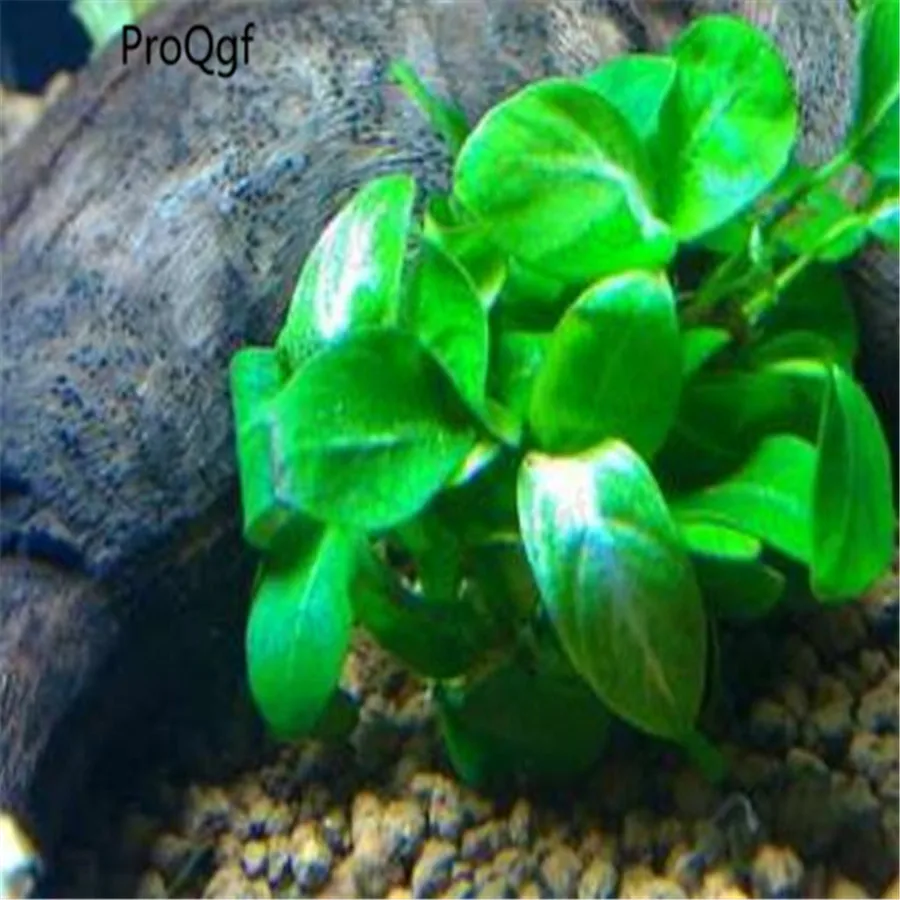 Ngryise 1 шт. набор Anubias nana star dust