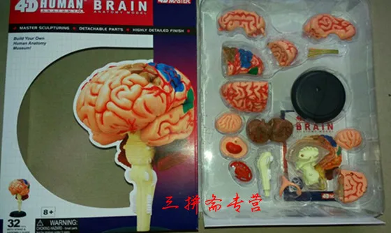 Собранная анатомическая модель мозга человеческого тела структуры мозга|brain