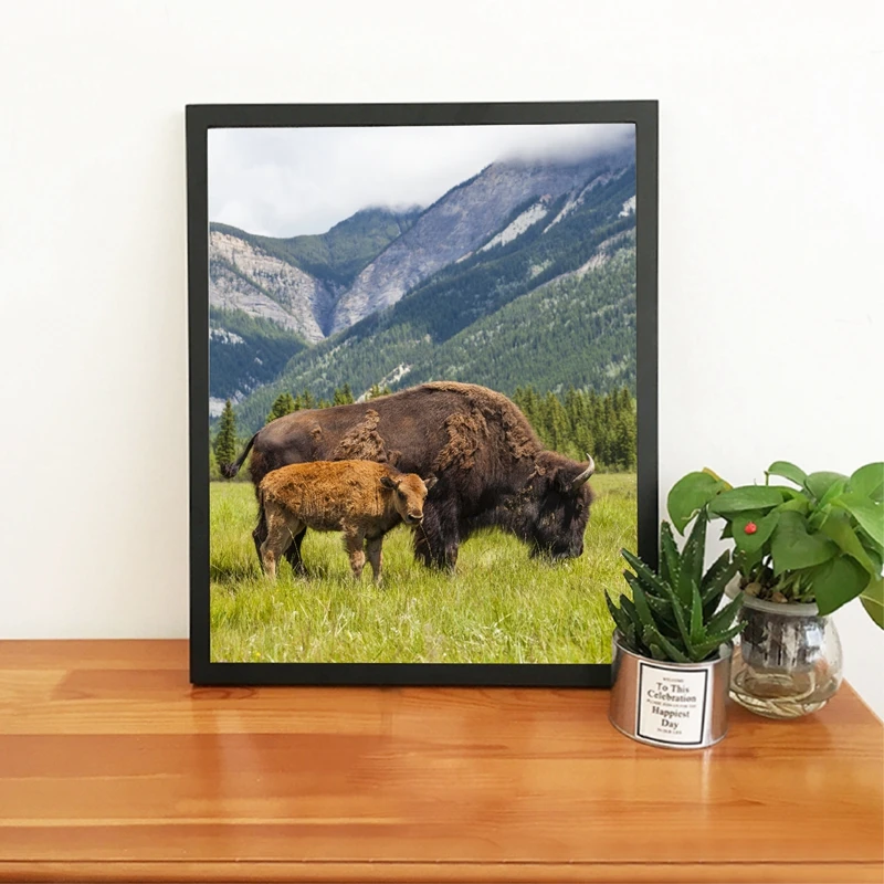 Американский бизон Современная фотография плакат принты фермы животные буйвол