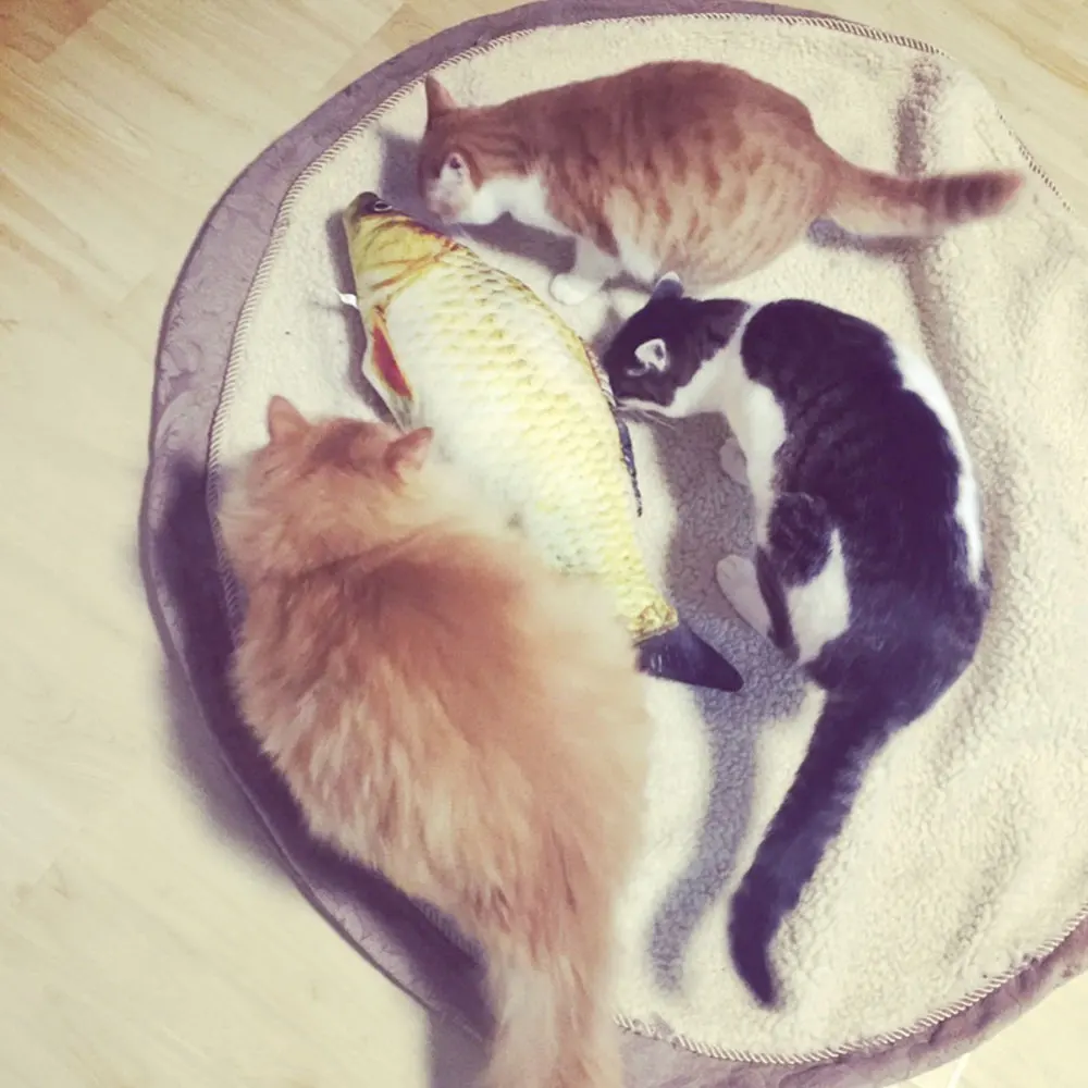 ПЭТ кошка игрушка рыба креативный кошачий Кот моделирование Чистка резинка для