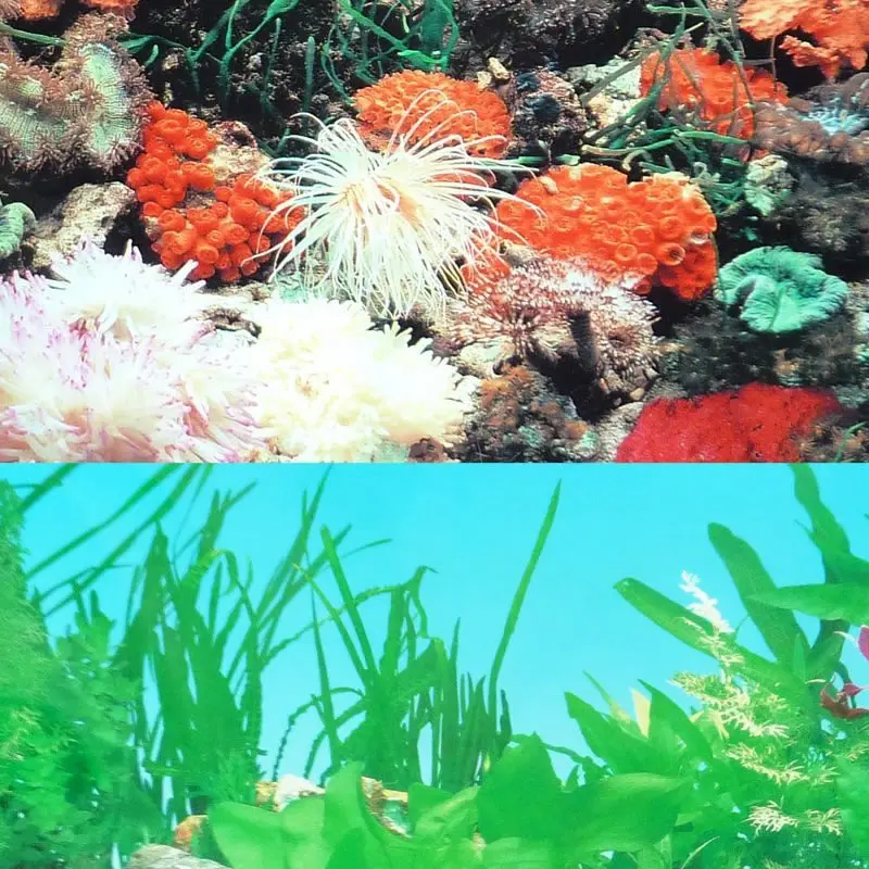 Двусторонний плакат для аквариума 9001 дюйма x 60 дюйма|fish tank decoration|tank decorationdecoration