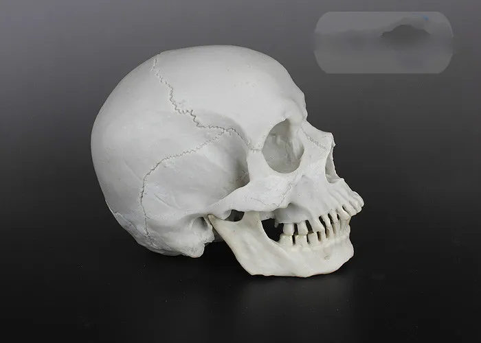 Высота смолы модель моделирование череп больница креативное украшение