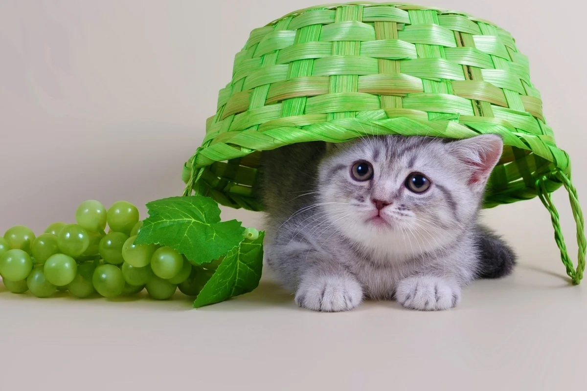 

cute kitty grapes basket PJZK834 custom print canvas fabric poster for wall decor room decor home decoration (frame available)