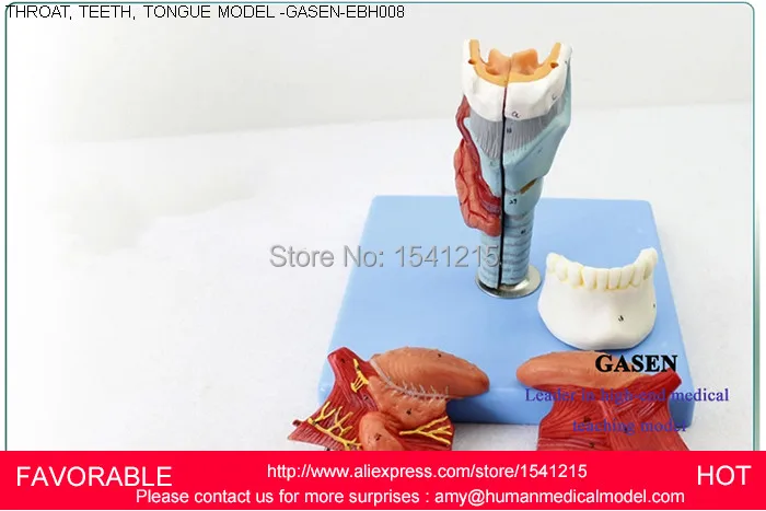 Структура горла имеет увеличенную модель гортани человеческий язык зубов