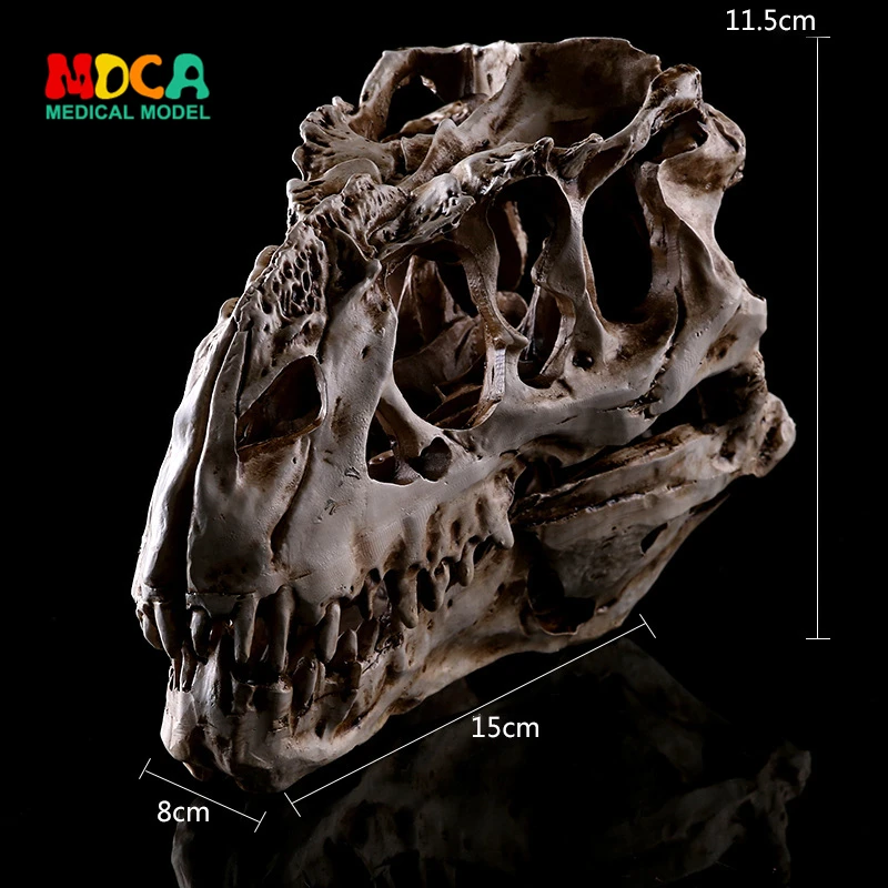 

Interior decoration decoration Tyrannosaurus dinosaurs dinosaur skull specimen resin skull KLGT001