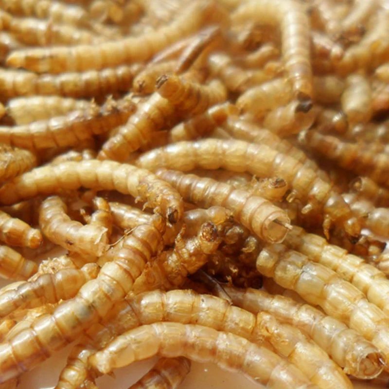 100 г Сушеные Mealworms для аквариума корм рыб рептилия черепаха хомяк дикая птица