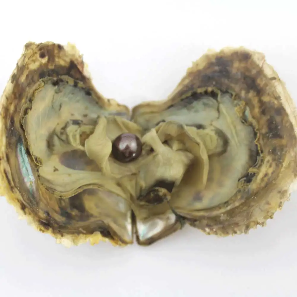 H9 Жемчуг Эдисона Oyster 9-12 мм натуральный жемчуг в соленой воде свободные большие бусины украшения в вакуумной упаковке для подарка ювелирные изделия DIY EE2022 - Цвет: H9