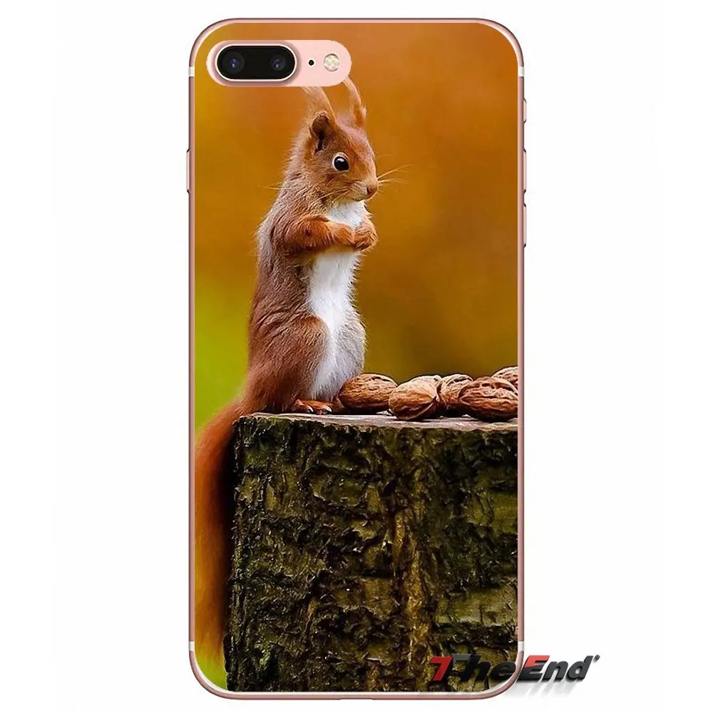 Силиконовый чехол для iPhone X 4 4S 5 5S 5C SE 6 6S 7 8 Plus Samsung Galaxy J1 J3 J5 J7 A3 A5 2016 2017 Red Squirrel Sciurus