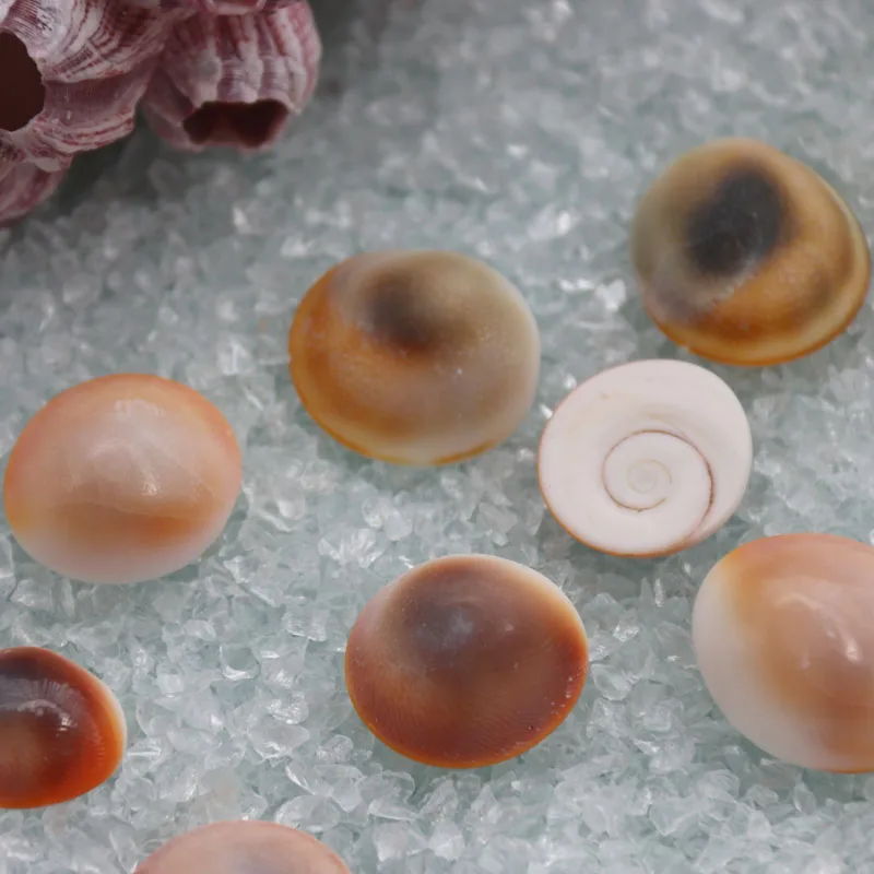 Бесплатная доставка (20 шт./лот) Sun Conch натуральный корпус & украшение для дома