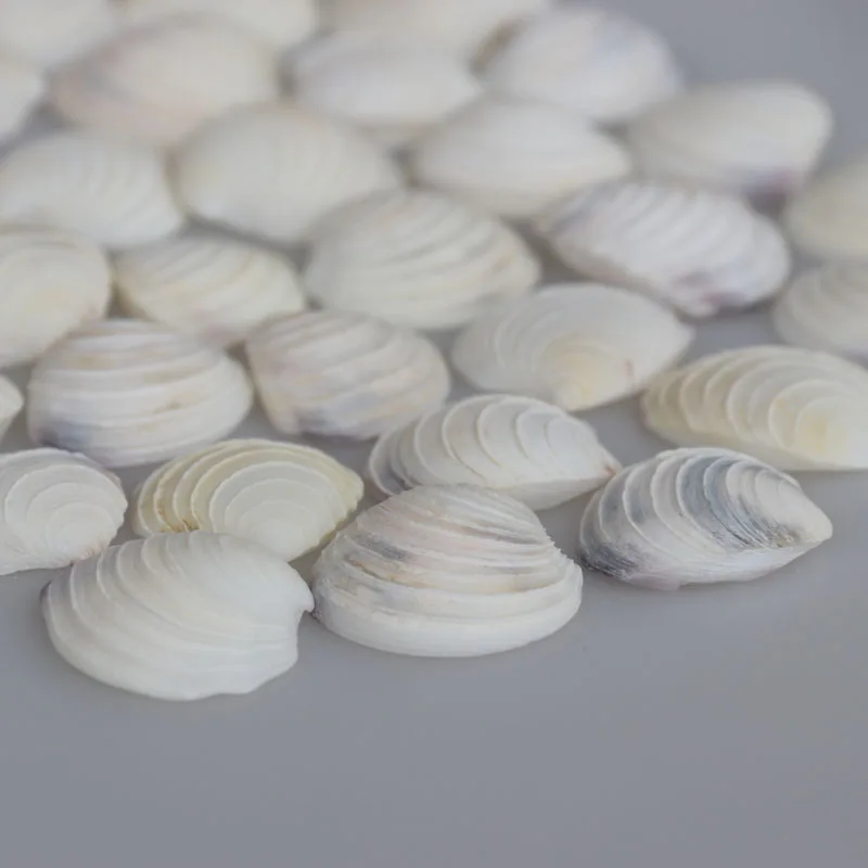 Бесплатная доставка (50 шт./лот) ракушки в белую полоску натуральные и раковины