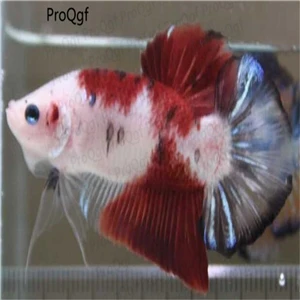 Ngryise 50 Шт Набор Aplocheilichthys Normani - Цвет: Betta splendens Rega