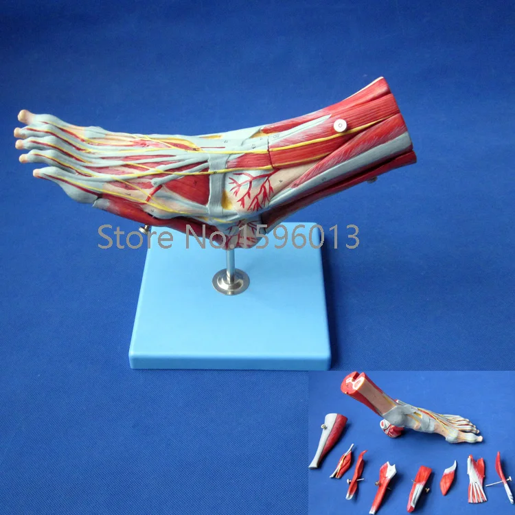 Мышцы стопы с основными сосудами и нервами бриджи стопы|foot care gift set|foot model feetmodel rocket