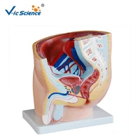 medical supplies life size male pelvis anatomy model pvc human pelvic anatomical section model for students teaching