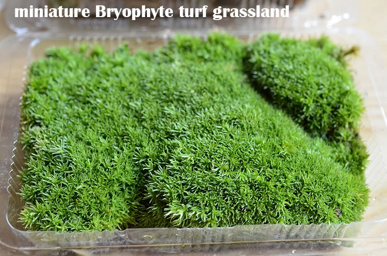 Миниатюрный газон Bryophyte DIY материал для изготовления моделей поездов песочный