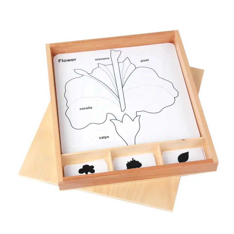 

Wooden Montessori Language Materials 3 Parts Card Botany Growth Cards Learning Juguetes Montessori Materials Preschool E2864H