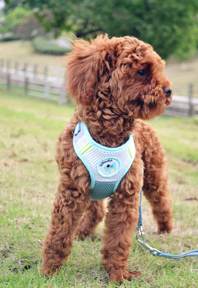 Флейта и поводок флейта для маленьких средних собак|mesh dog harness|dog harnessdog harness and leash |