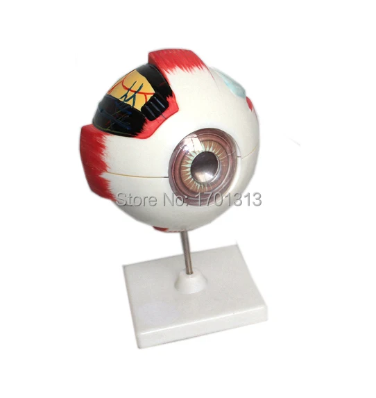 

Eyeball model Diameter 15CM Special decoration Clinic personalized decorative Figurines biology ophthalmology doctor