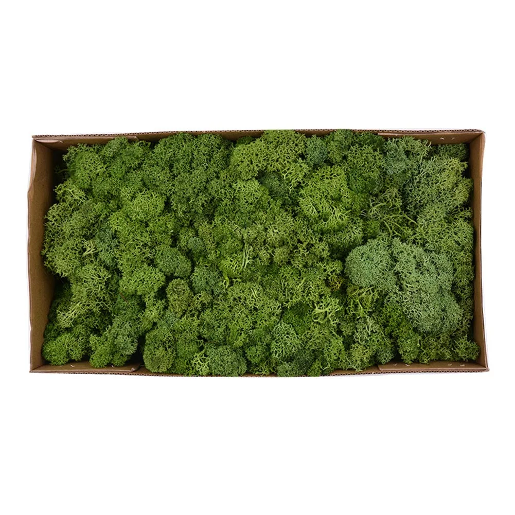 Grass green 500 г/кор. цветы из мха, долго сохраняющиеся сушеные цветы для рукоделия, домашний декор для свадебной вечеринки, Лучшая цена - Цвет: Grass green
