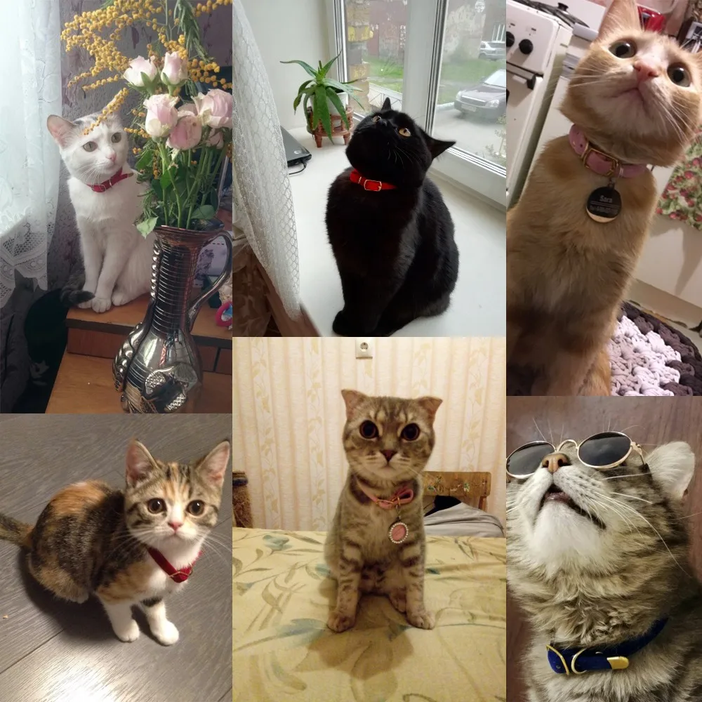 Однотонный ошейник для кошек с колокольчиком безопасный котят регулируемый