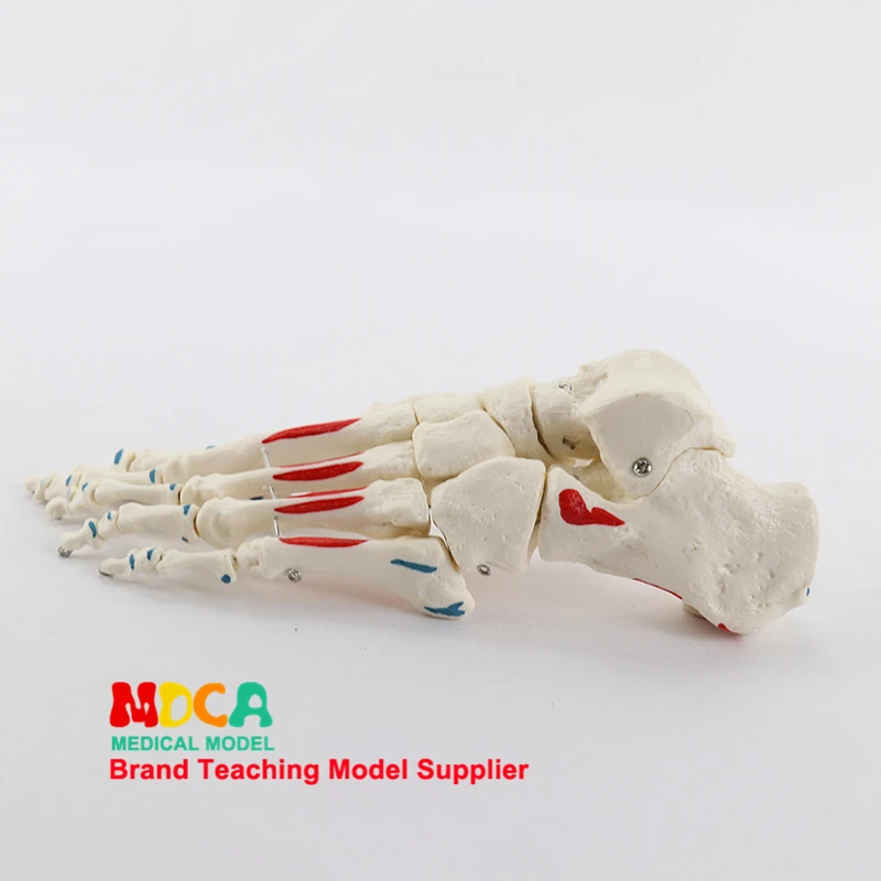 1:1 life size, bone and foot muscles start and stop point identification, Department of orthopedics massage teaching, medical bma medical ethics department everyday medical ethics and law