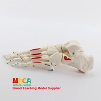 11 life size bone and foot muscles start and stop point identification department of orthopedics massage teaching medical