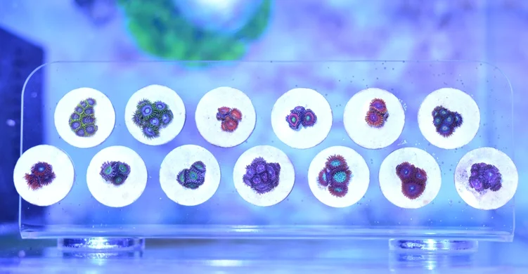 SPS phyto plus кораллы фрагмент Подставка Кронштейн сильный магнит фиксация аквариума