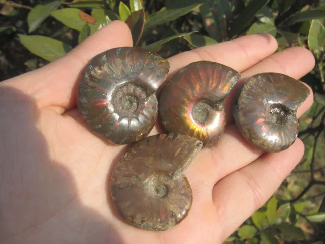 Минеральные окаменелости улитки аммония A1|fossil bead|fossil kitfossil china |