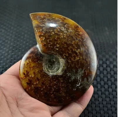 АА ++ аммонит PRETTY NAUTILUS мадагаскарский ископаемый образец здоровья 40 г-50 г