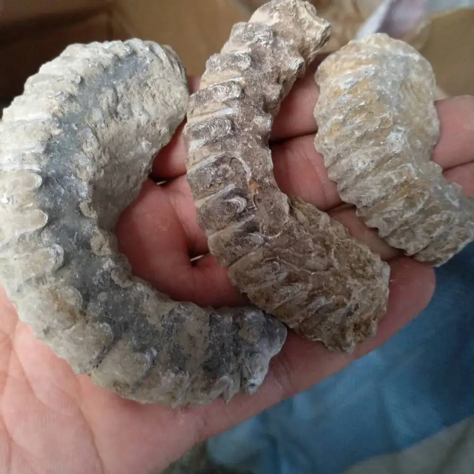 3 шт молния OYSTER FOSSIL мужские массивные кольца virillity SHAMAN высокий жрец языческий мужской