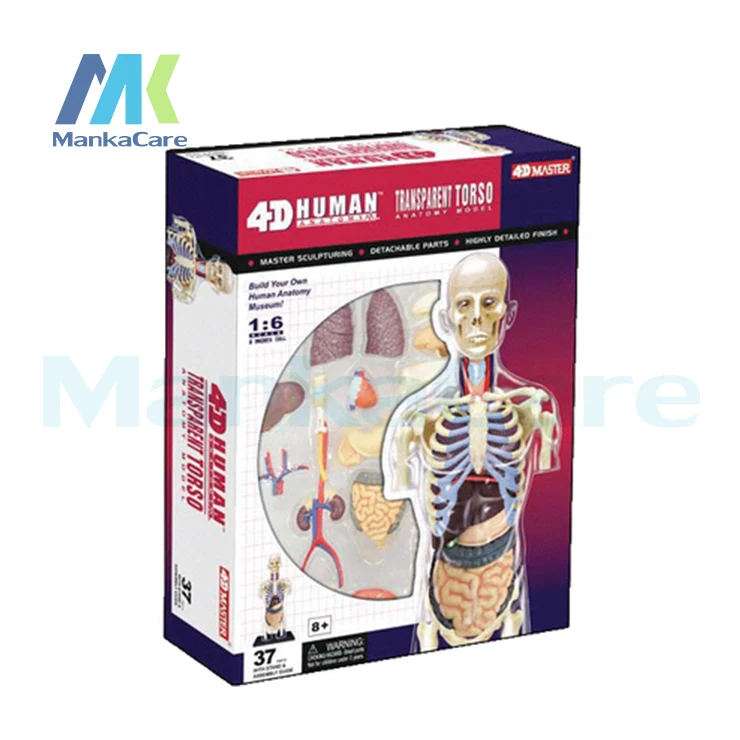 4D Master Human Body transparent Anatomy Skull Manikin Heart Anatomy Model Puzzle Medical Science Doll Toys Educational Assemble
