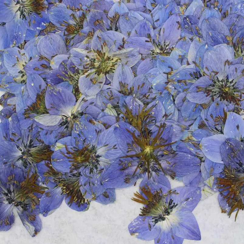 120 шт. 3 4 см|star flower|flower flowerdried flower press |