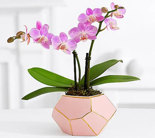 

Diamond Pink Ceramic Vase Home Decoration Vase