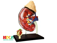 human kidney 4d master puzzle assembling toy human body organ anatomical model medical teaching model