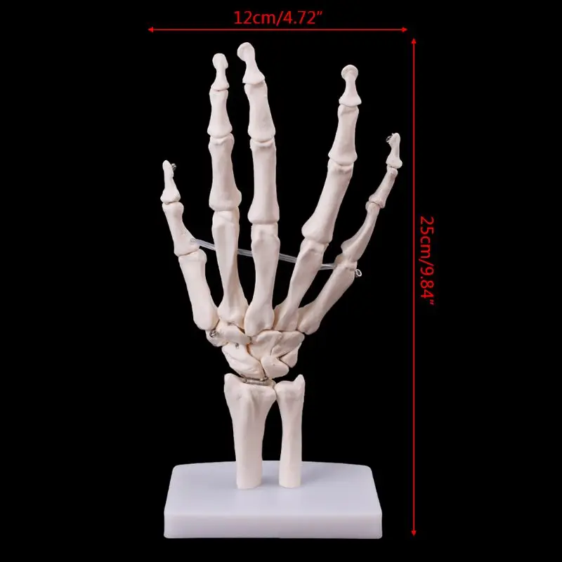 

Medical props model Free postage Hand Joint Anatomical Skeleton Model Human Medical Anatomy Study Tool Life Size