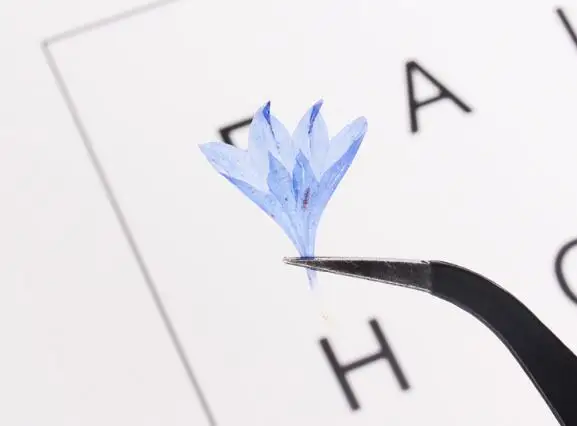 Натуральные сушеные цветы 20 шт. DIY прессованный гербарий декоративные поделки