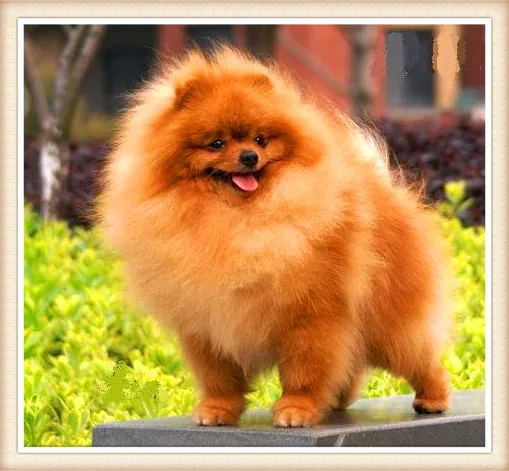 Новая мода ручная работа цепочка для ключей с животными милая Померанская собака