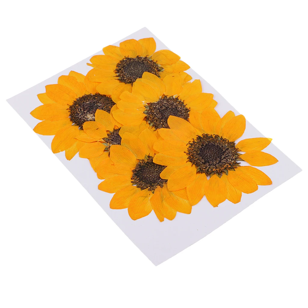 Yellow MagiDeal 6x прессованный натуральный натуральные высушенные цветы Подсолнух для DIY орнамент декоративный искусственные Закладка с цветами решений Craft проект - Цвет: Yellow
