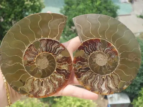 

free shipping 05485 Split Ammonite Fossil Specimen Shell Healing Madagascar