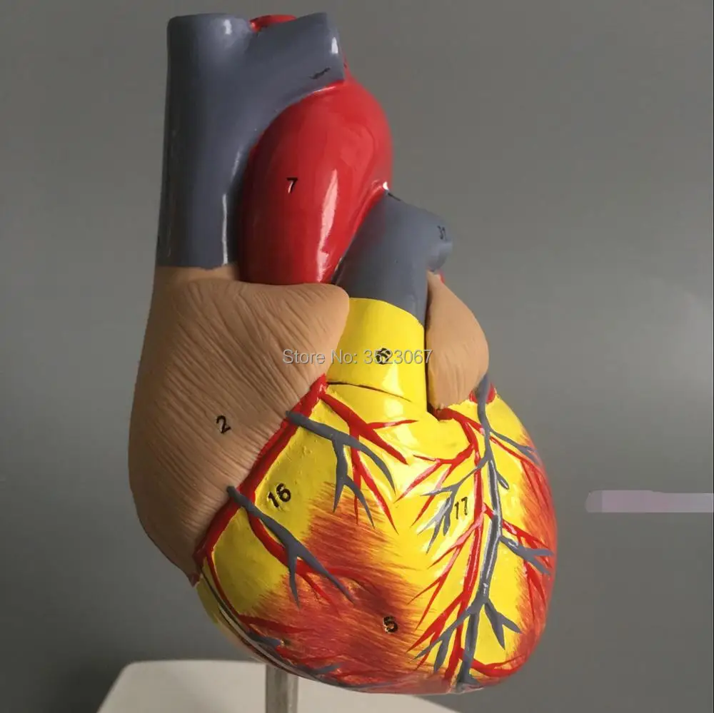 Медицинская l анатомическая модель скелета DELUXE HEART ANATOMY LIFE SIZE MODE зубов с esqueleto humano