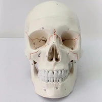 life size art craft statue with sign human skeleton skull anatomy model medical anatomical skull science teaching supplie