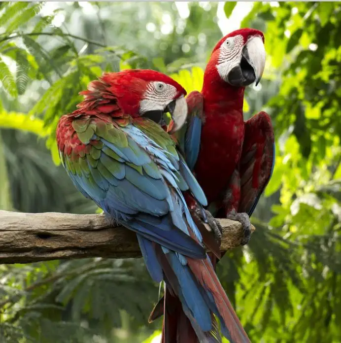 3 слойная Организация черной шелковой ткани для штор цифровая печать 3D Джунгли