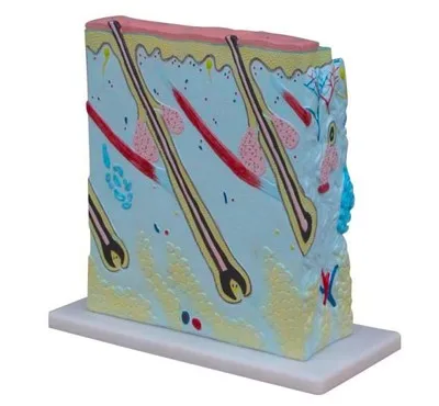 

Модель анатомического увеличения кожи, моделирование и демонстрация уровня кожи, 27*10*31 см, бесплатная доставка