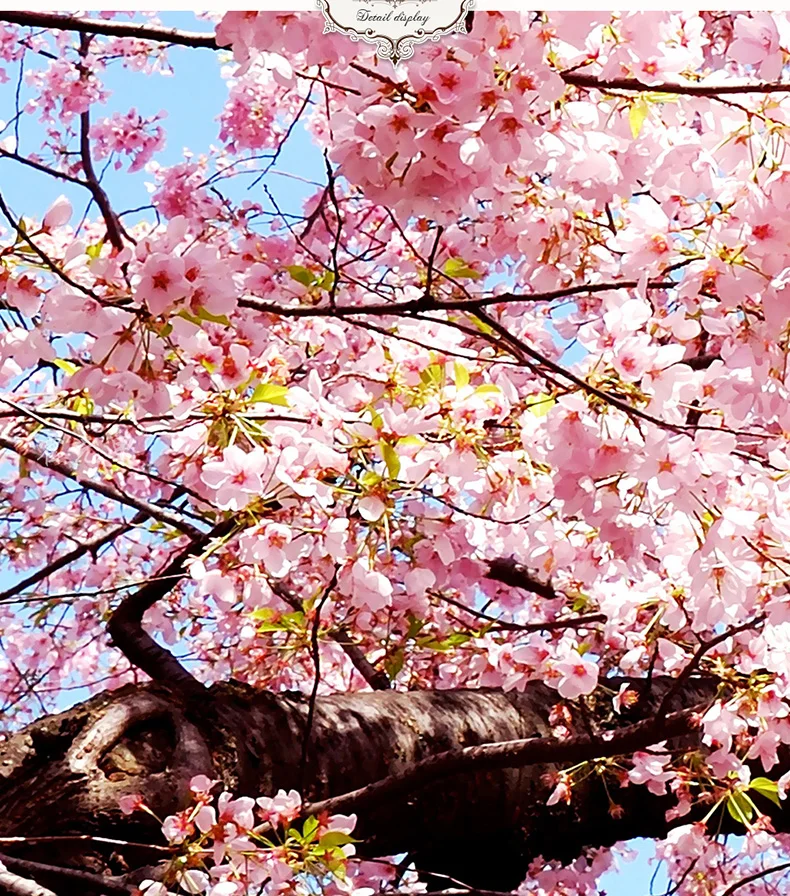 Пользовательские фото обои 3d Сакура фон для телевизора фрески живые на заказ