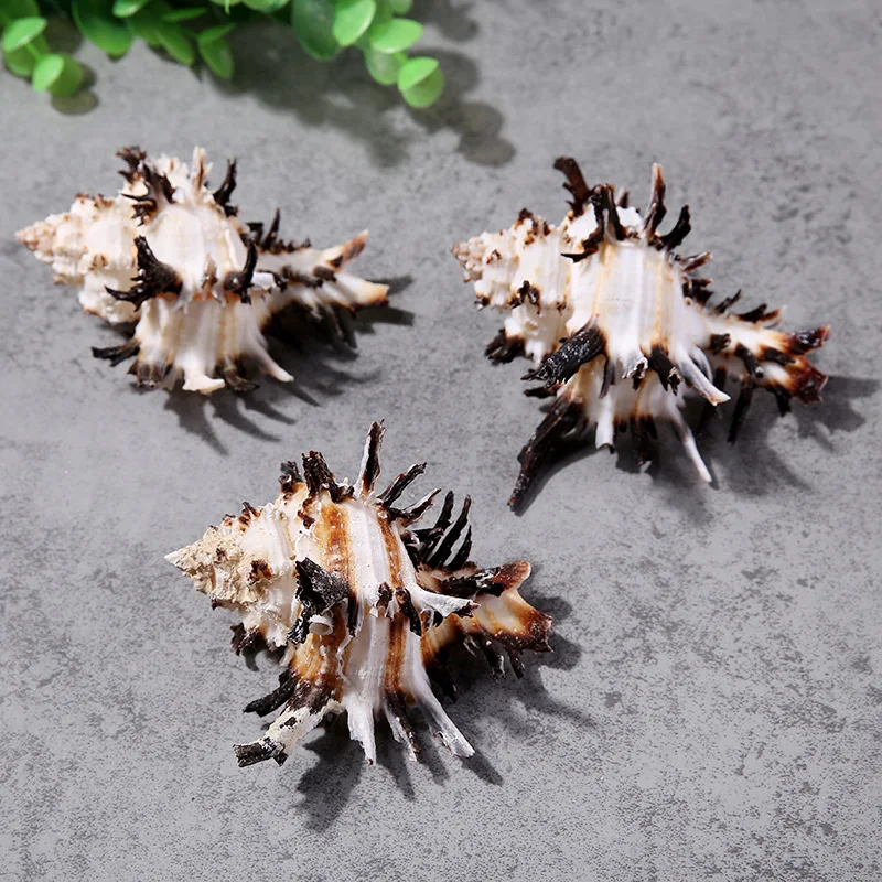 8 см браслет из прородного белого камня морские раковины Коралловая подставка для фотографий аквариумные улитки сенджу бонсай ремесло Маргаритка Свадебные украшения дома
