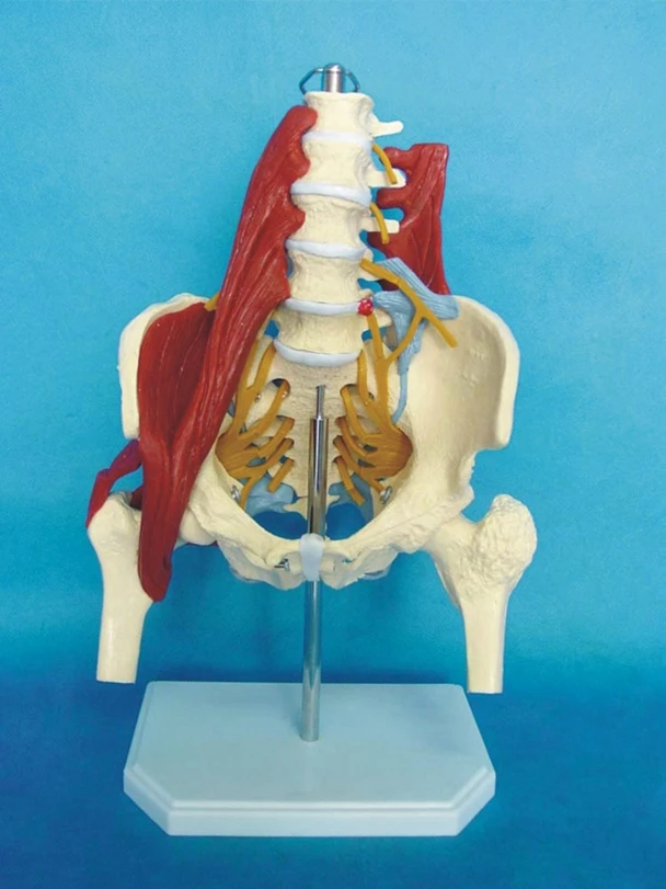 

Human lumbar vertebrae musculoskeletal model human pelvis bone model teaching model medical model