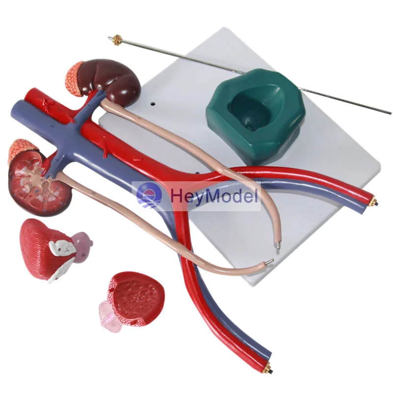 HeyModel Human модель мочевыделительной системы|system|system model |