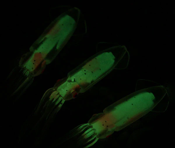 20 шт./лот светящиеся мягкие приманки для рыбной ловли рыболовные морской рыбалки